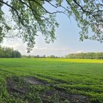 działka Pęchcin z warunkami zabudowy (1)