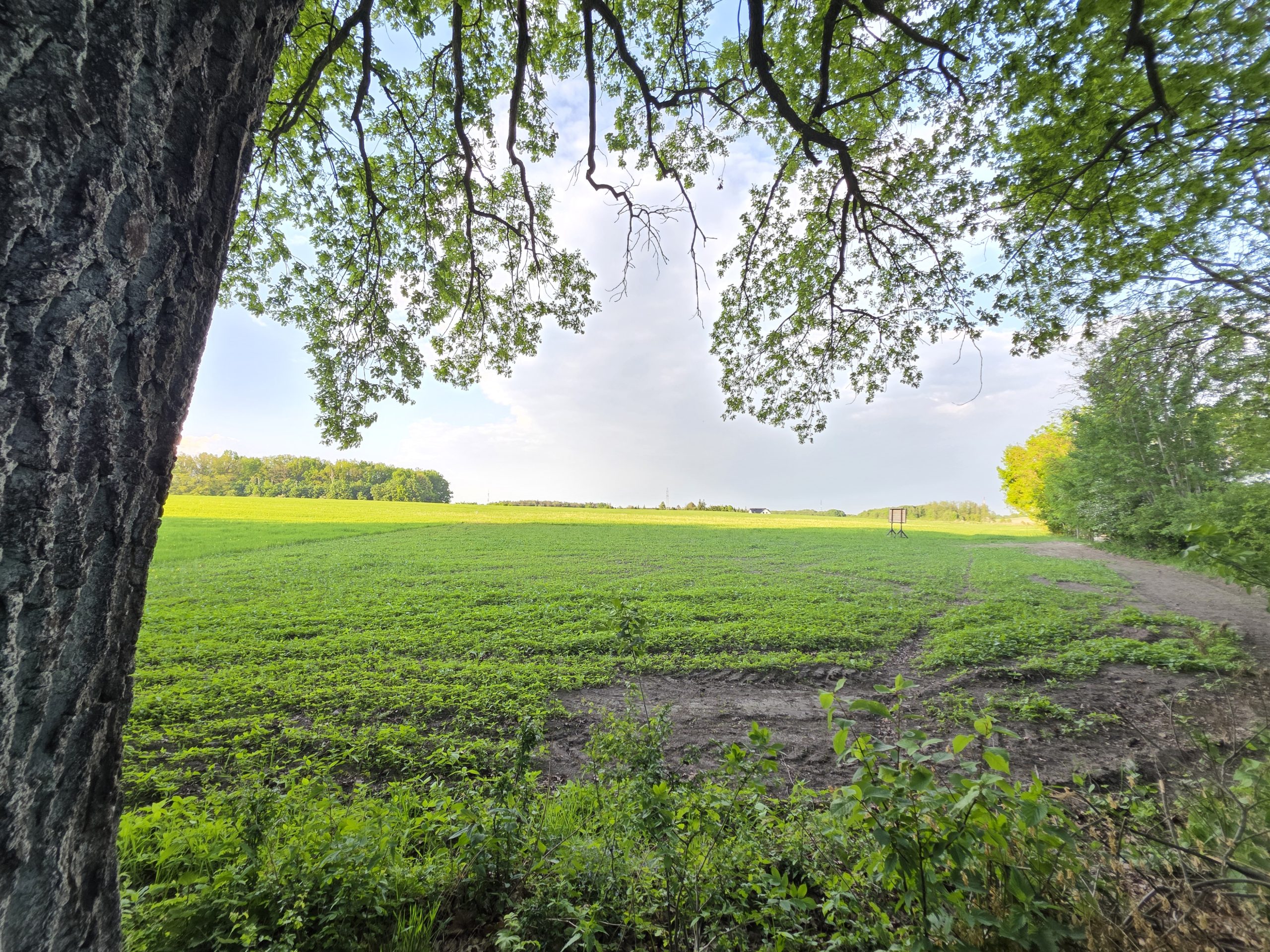 Read more about the article Działka 1133 m2| przy Lesie | Z Wydanymi Warunkami Zabudowy