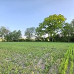 działka Pęchcin z warunkami zabudowy (8)