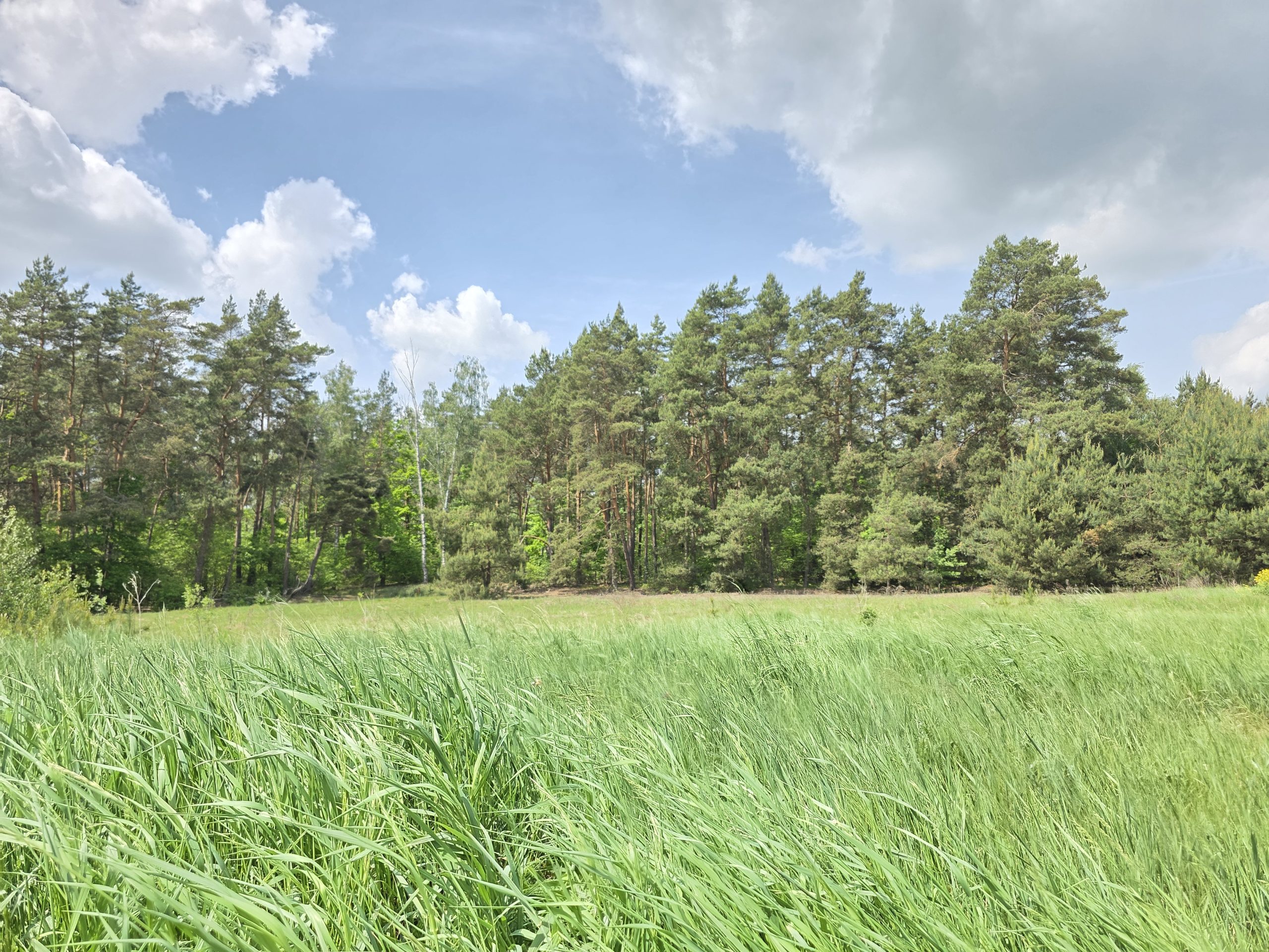 Read more about the article Działka BUDOWLANA 3001 m² | PRZY LESIE – Bieńki Śmietanki