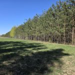 las Żmijewo Gaje gmina Stupsk
