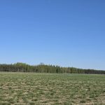 sprzedam las Żmijewo Gaje gmina Stupsk (11)