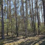 las Żmijewo Gaje gmina Stupsk