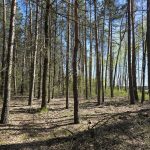 las Żmijewo Gaje gmina Stupsk
