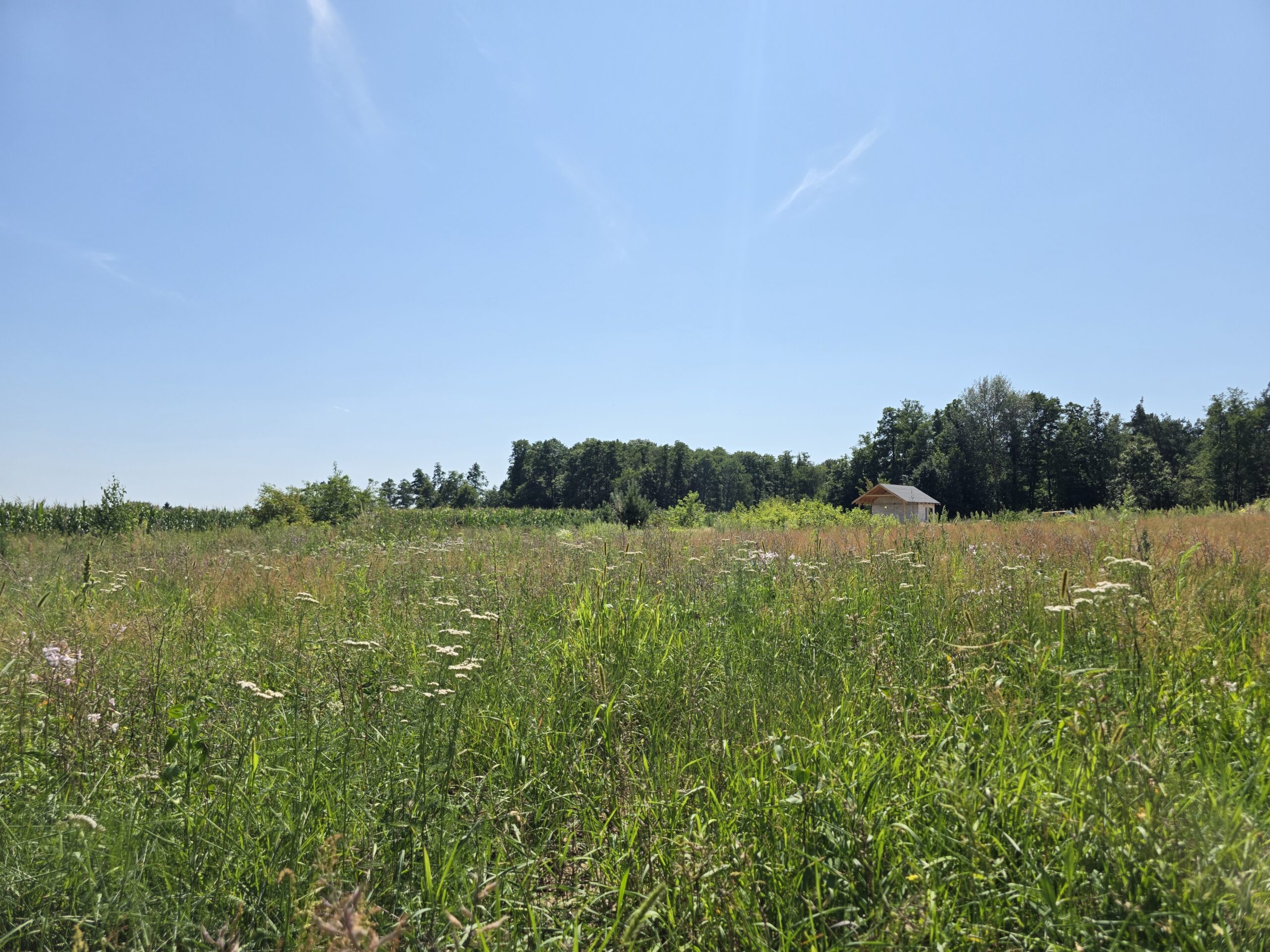 działka Bieńki (6)