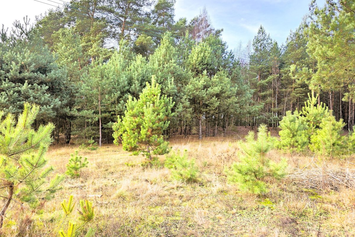 działka 2935m2 Bieńki Śmietanki