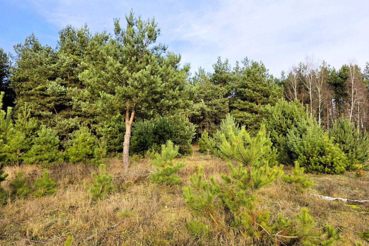 działka 2935m2 Bieńki Śmietanki