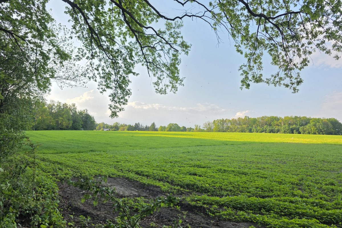 działka Pęchcin z warunkami zabudowy (1)