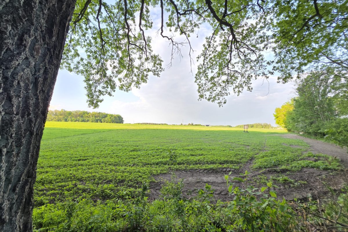 działka Pęchcin z warunkami zabudowy (10)