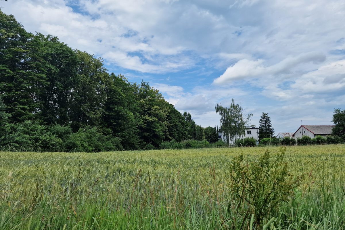 działka siedliskowa Przążewo