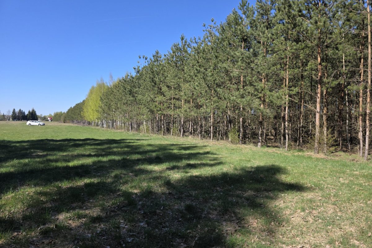 las Żmijewo Gaje gmina Stupsk