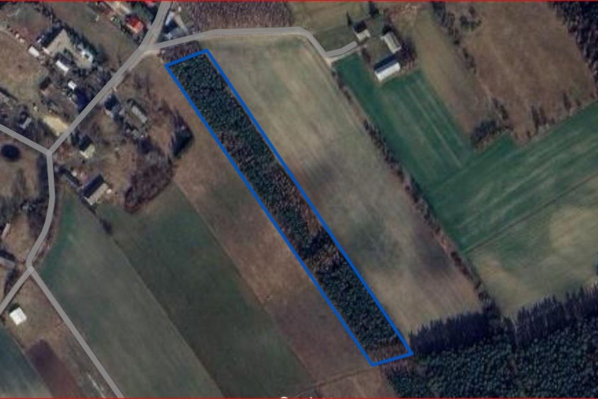 sprzedam las Żmijewo Gaje gmina Stupsk (12)