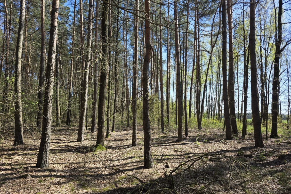 las Żmijewo Gaje gmina Stupsk